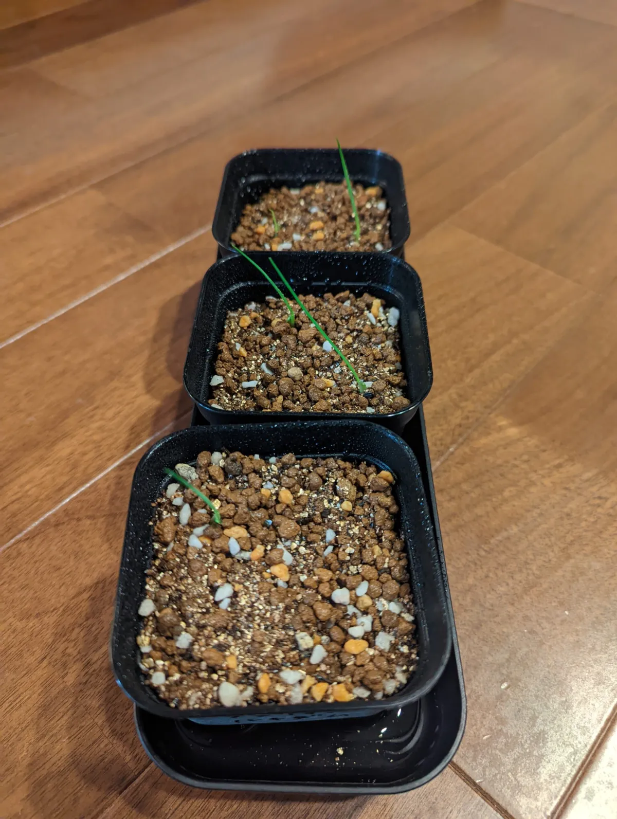 Dasylirion lucidum (ダシリリオン ルキダム)