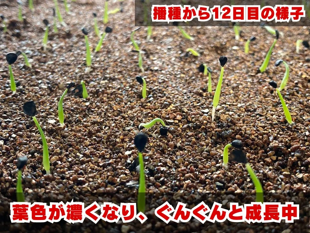 Agave utahensis var. eborispina (アガベ エボリスピナ)