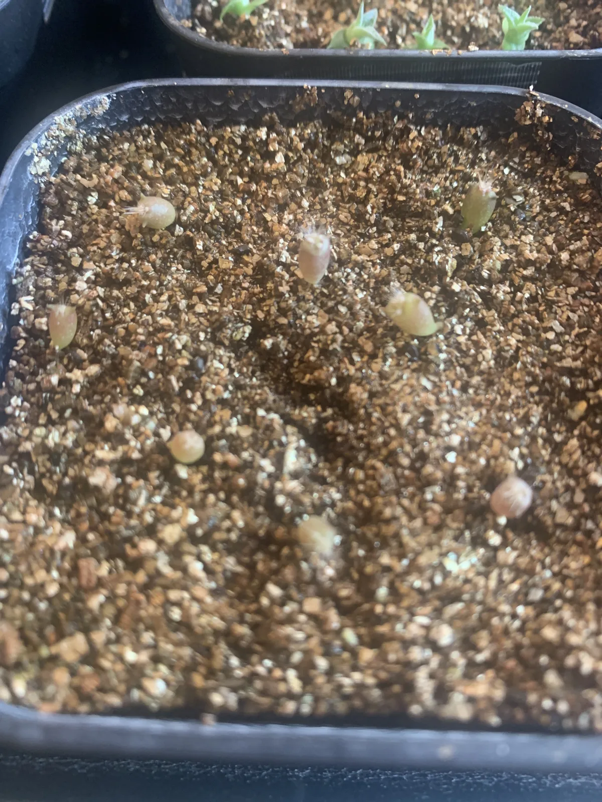 Ferocactus robustus (フェロカクタス ロブスタス)