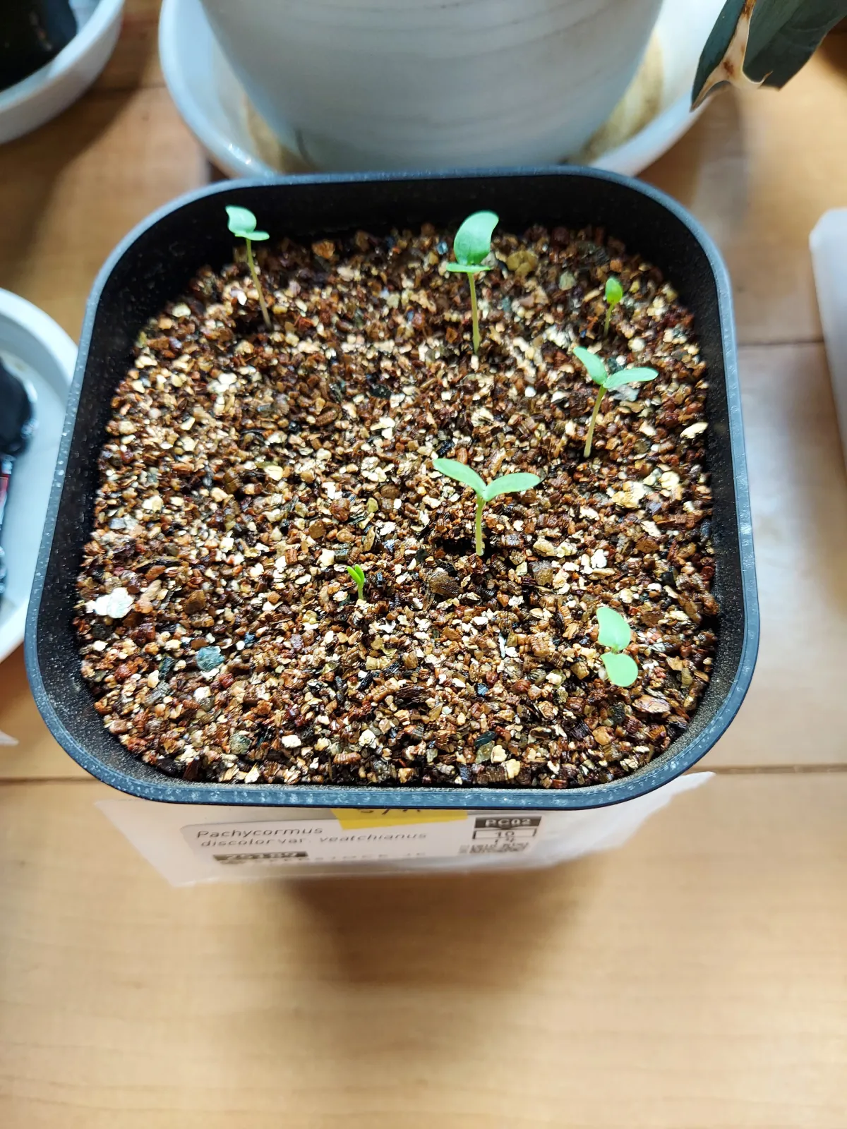 Pachycormus discolor var. veatchianus (パキコルムス ディスカラー ビーチアナス)