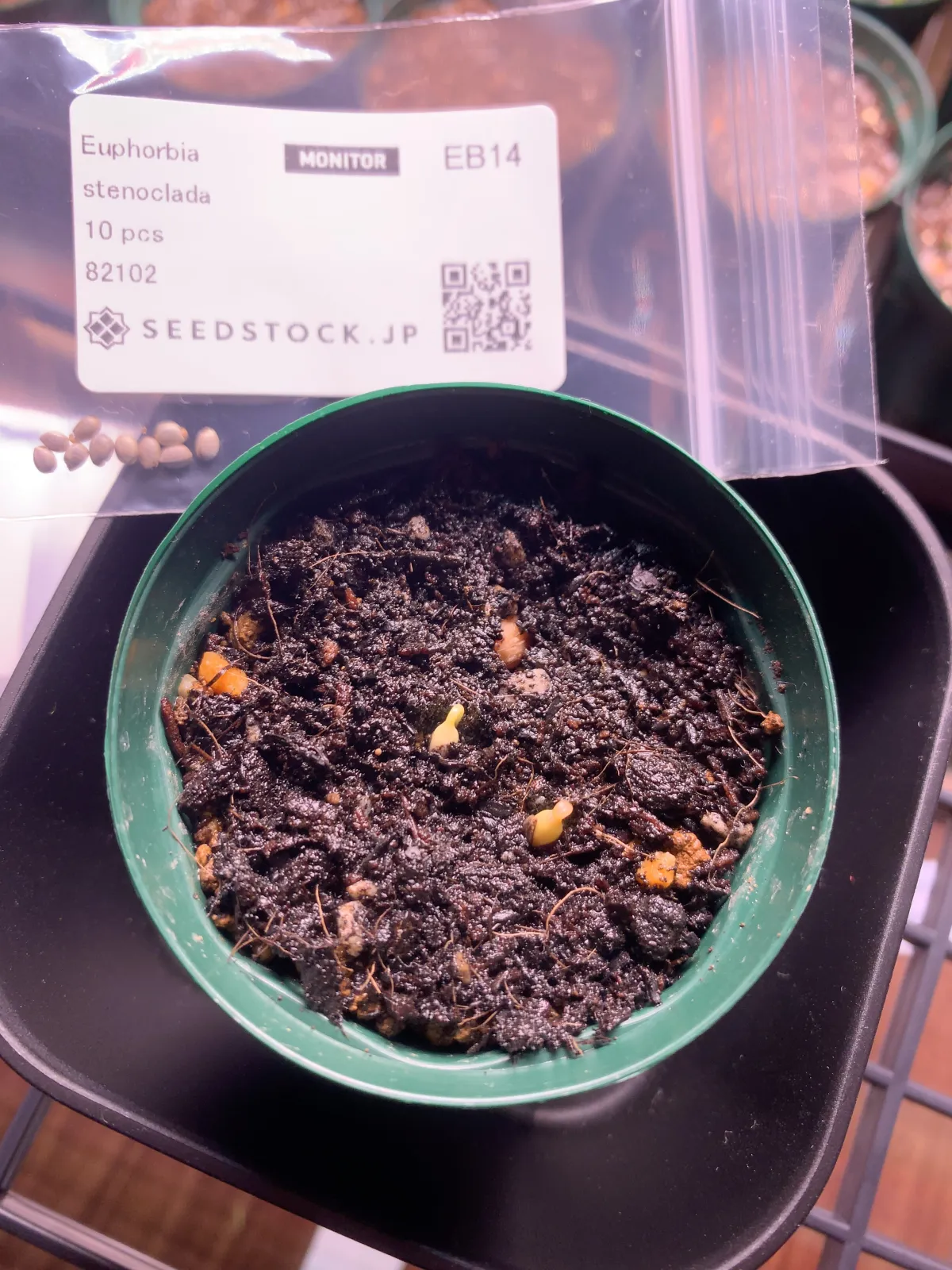 Euphorbia stenoclada subsp. stenoclada (ユーフォルビア ステノクラーダ)