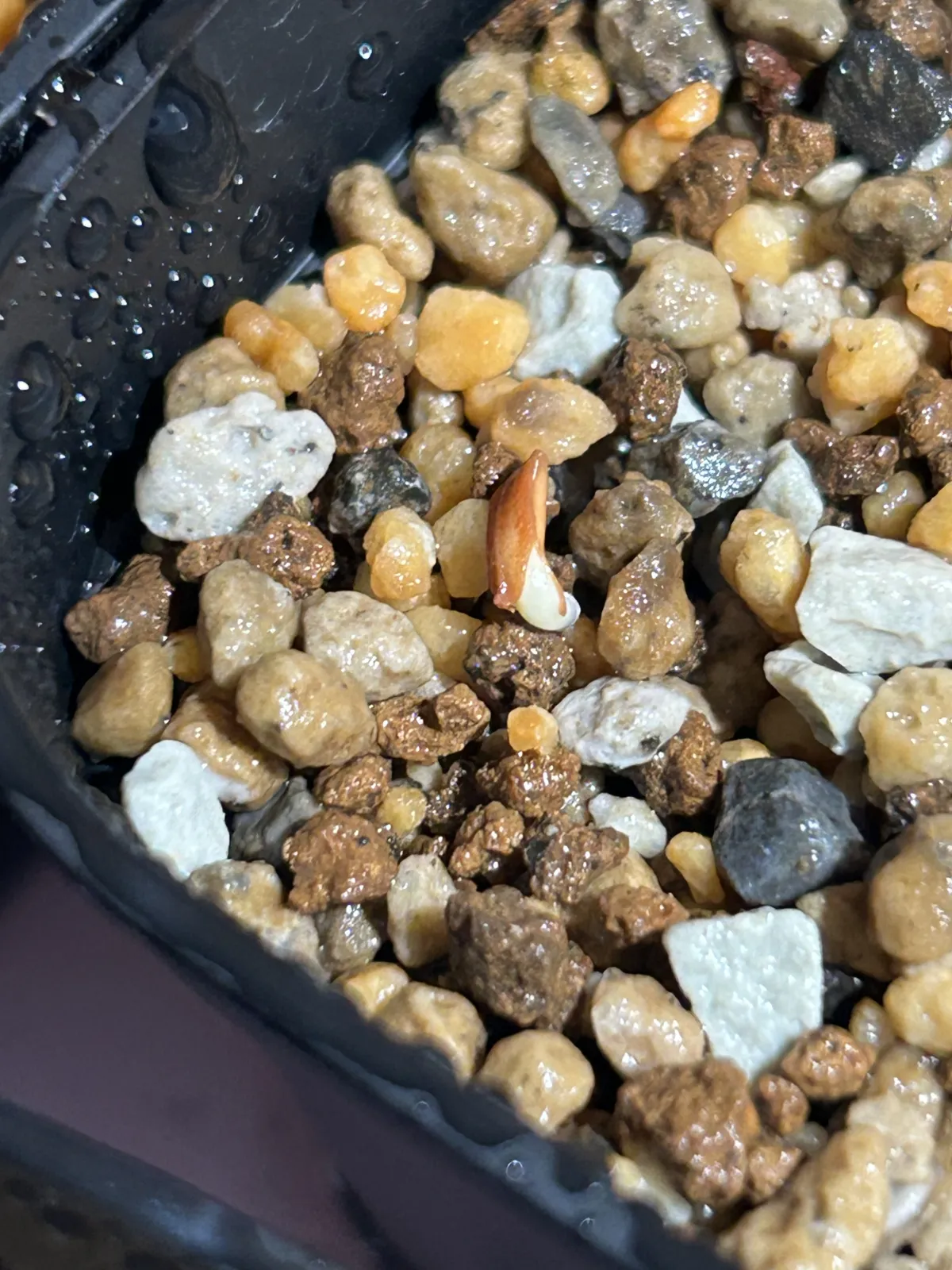 Pachypodium rosulatum var. gracilius (パキポディウム グラキリス)