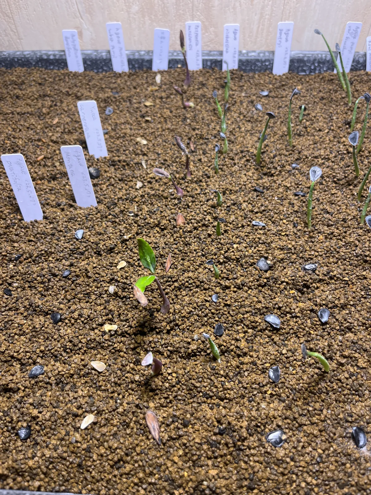 Petopentia natalensis (ペトペンチア ナタレンシス)