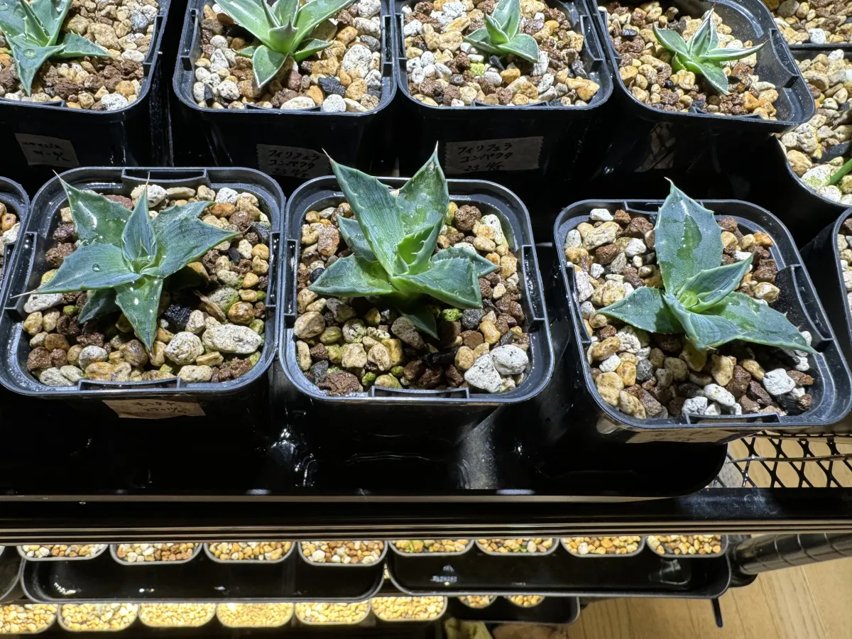 Agave montana (アガベ モンタナ)