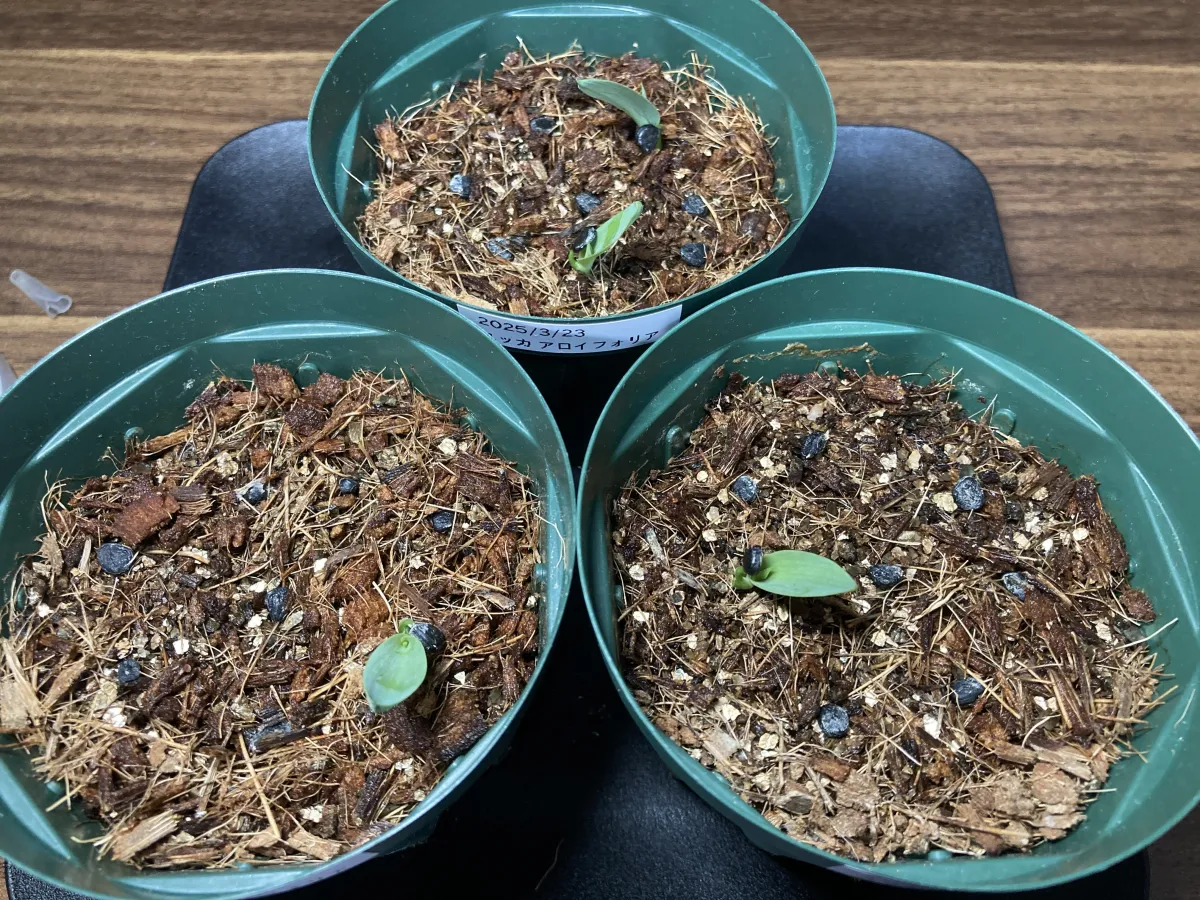 Yucca aloifolia (ユッカ アロイフォリア)