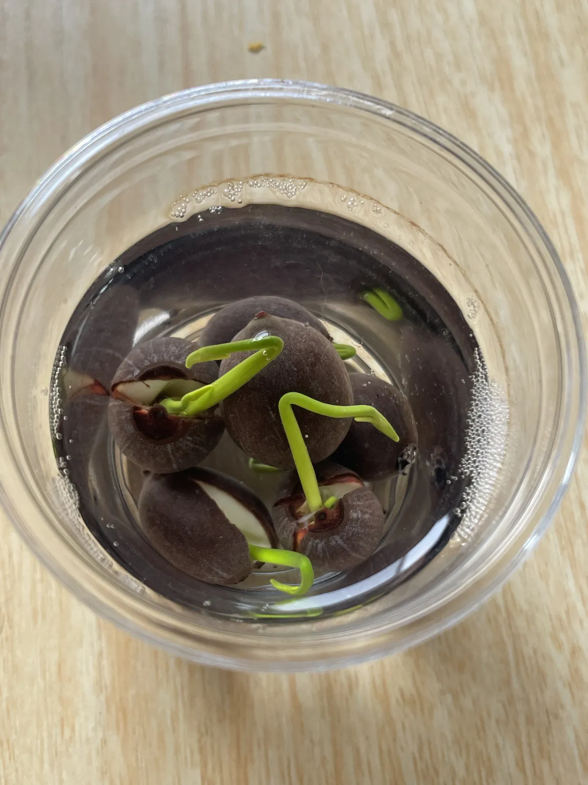 Nelumbo nucifera blue (ハス ヌキフェラ ブルー)