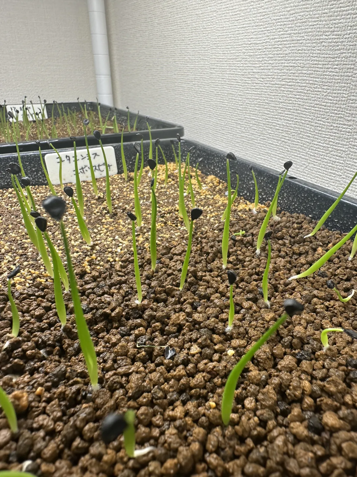 Agave utahensis var. eborispina (アガベ エボリスピナ)