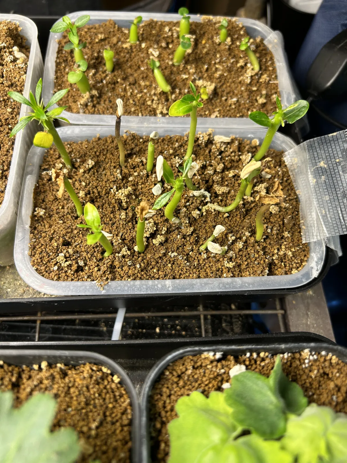 Pachypodium lamerei (パキポディウム ラメレイ 夢叶棒)