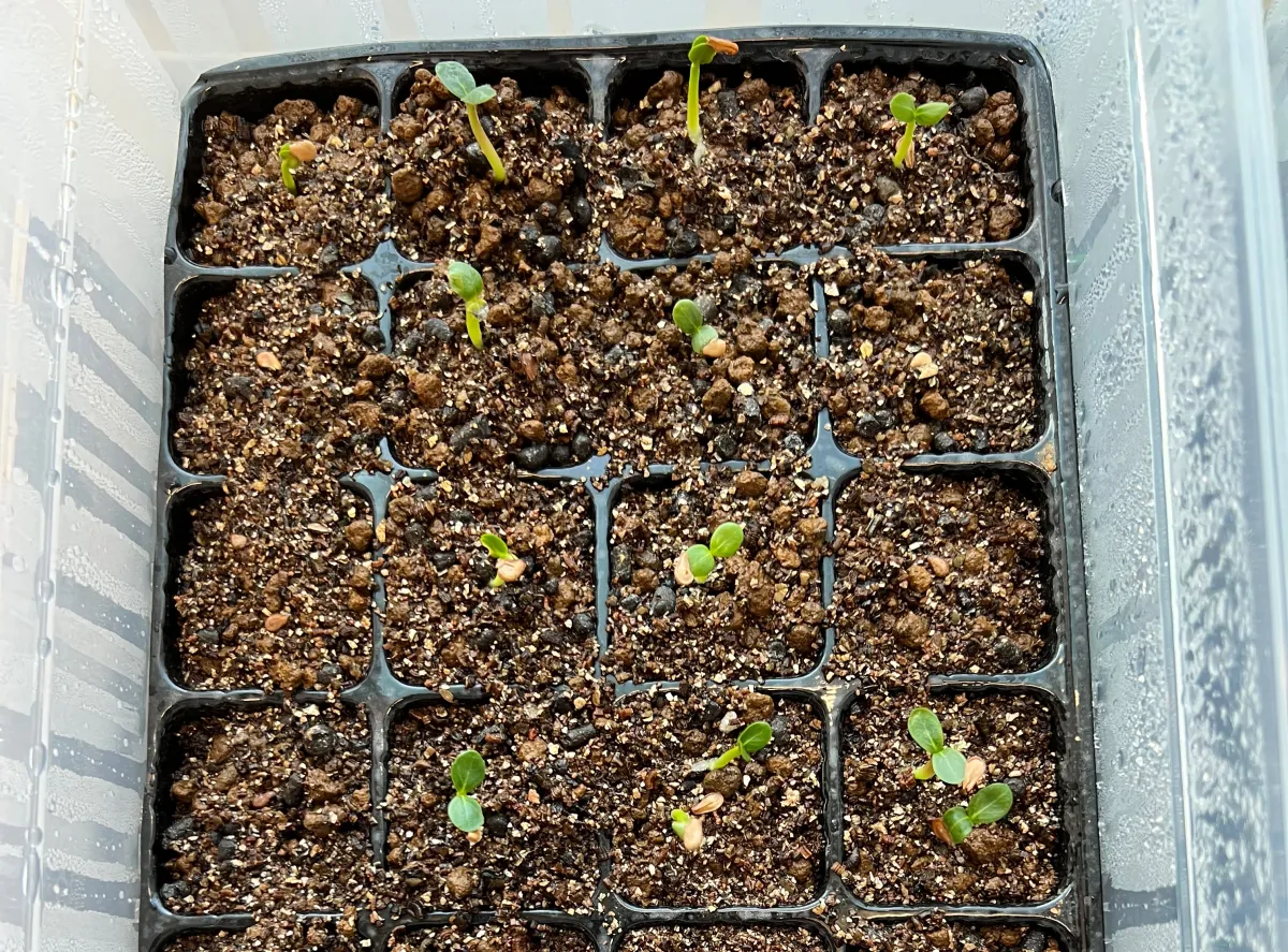 Pachypodium baronii (パキポディウム バロニー)