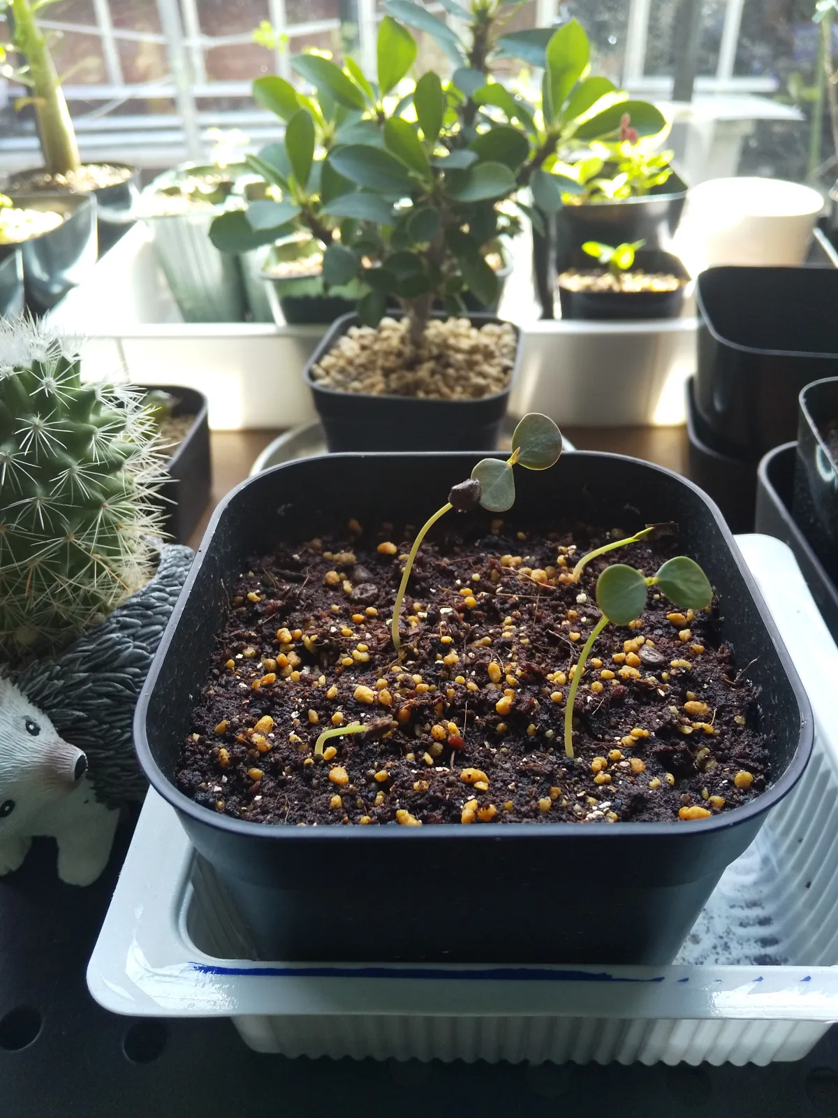 Phyllanthus mirabilis (フィランサス ミラビリス)