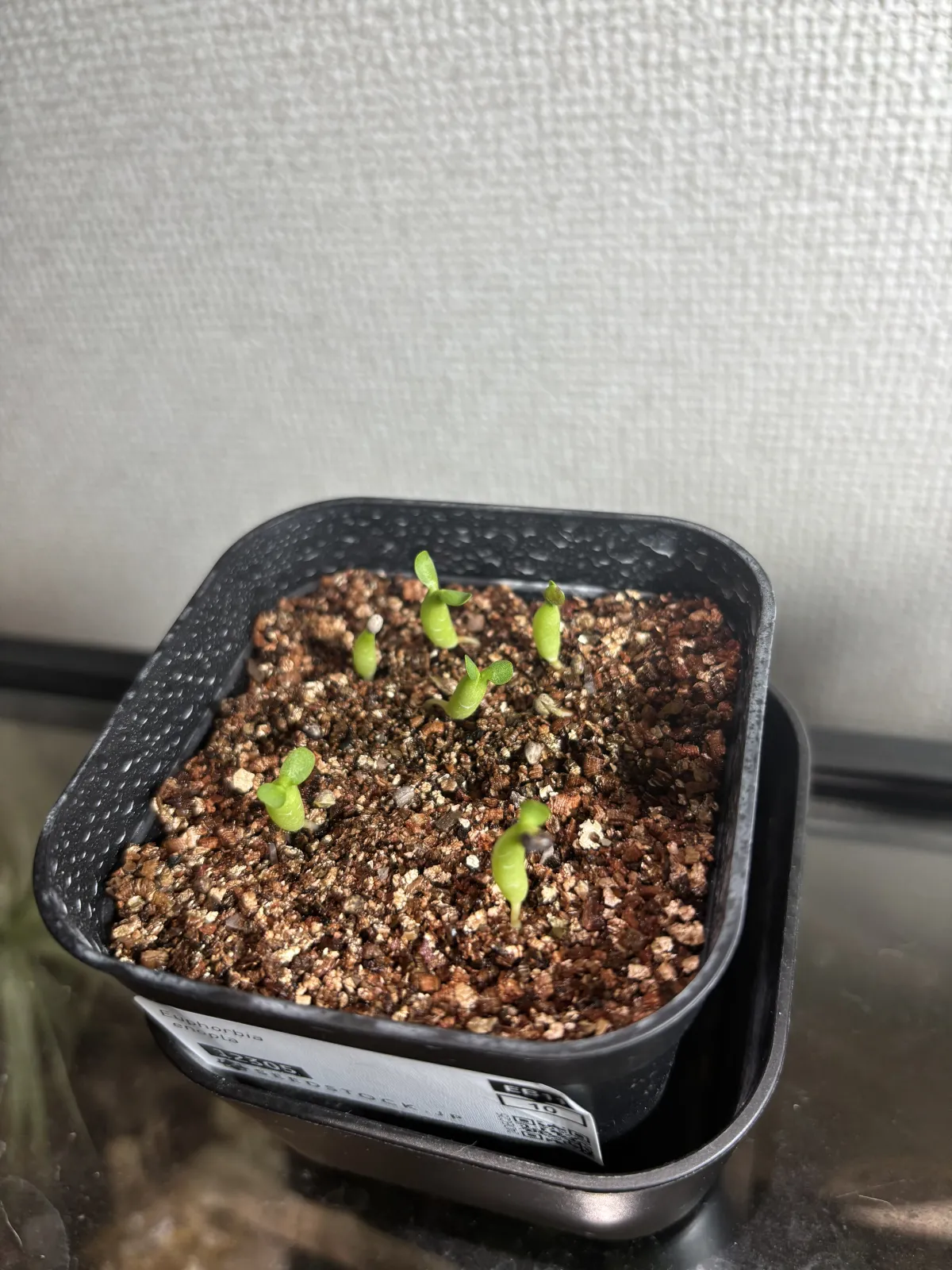 Euphorbia enopla (ユーフォルビア エノプラ 紅彩閣)