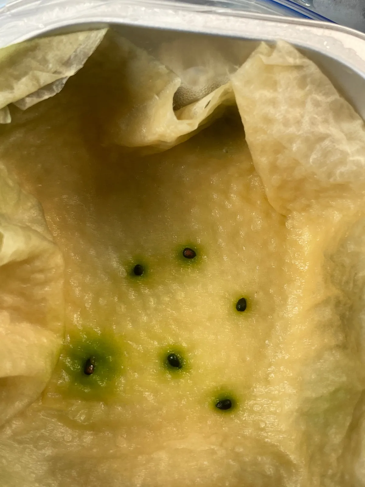 Euphorbia neohumbertii (ユーフォルビア ネオフンベルティ)