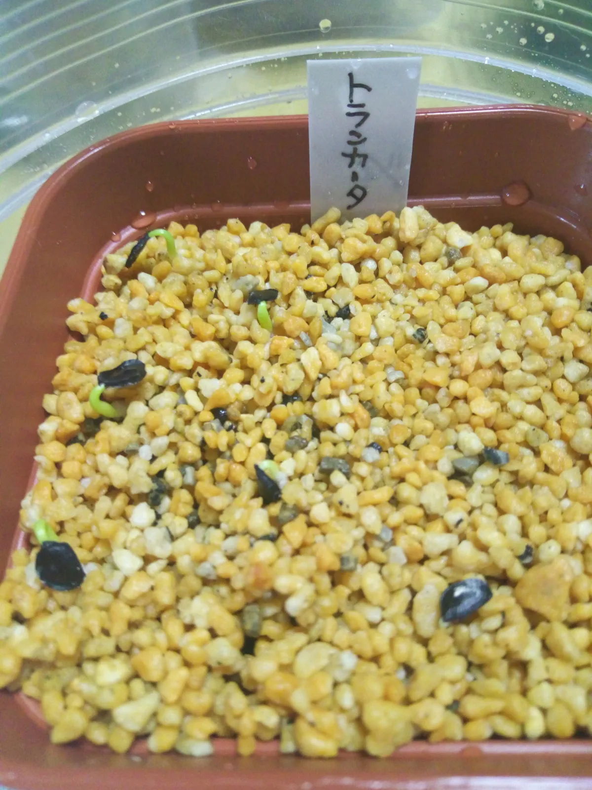 Agave parryi var. truncata (アガベ パリー トランカータ)