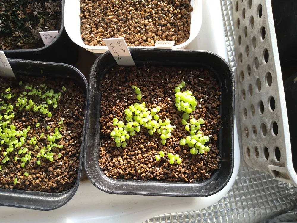 Dudleya acuminata (ダドレヤ アクミナータ)