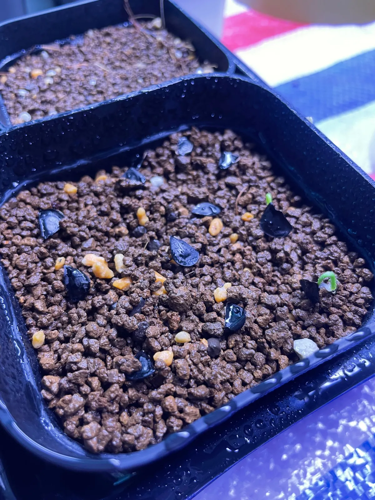 Agave rhodacantha (アガベ ロダカンサ)