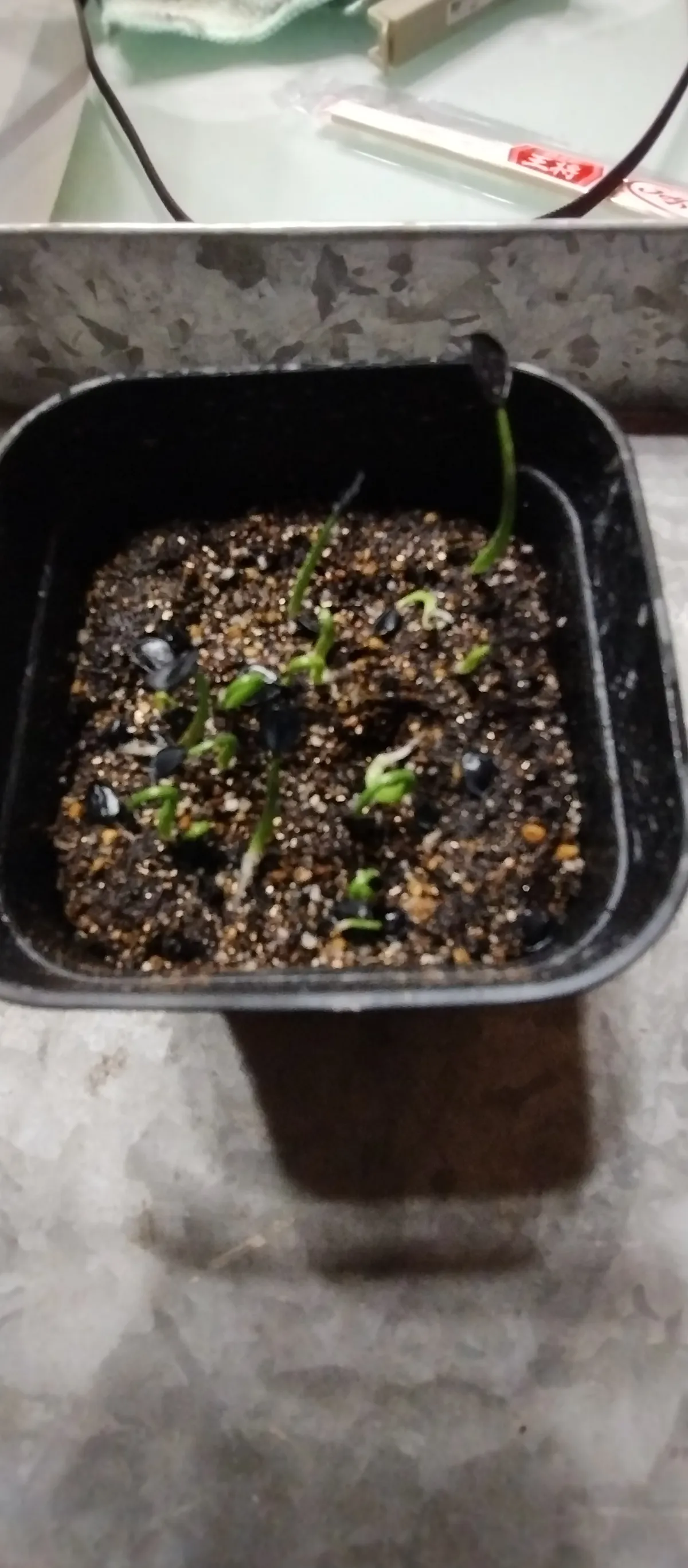 Agave potatorum Dwarf (アガベ ポタトラムドワーフ)