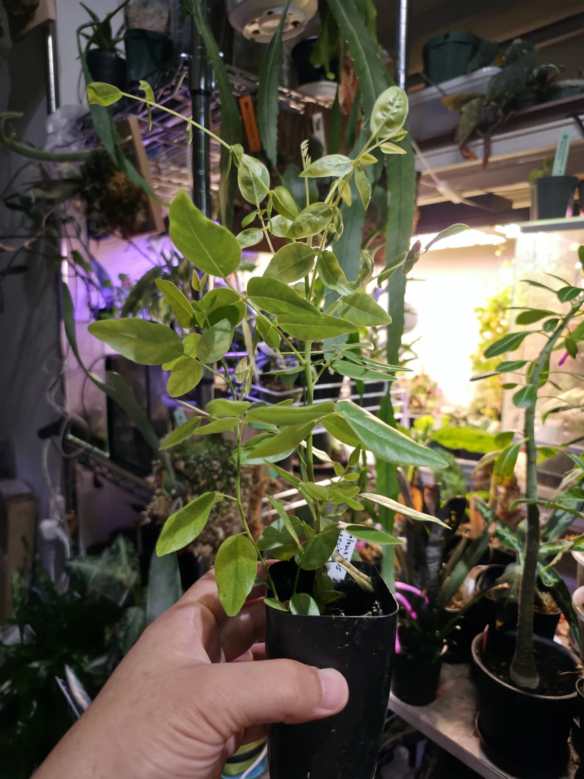 Bolusanthus speciosus (ボルサンサス スペシオサス)