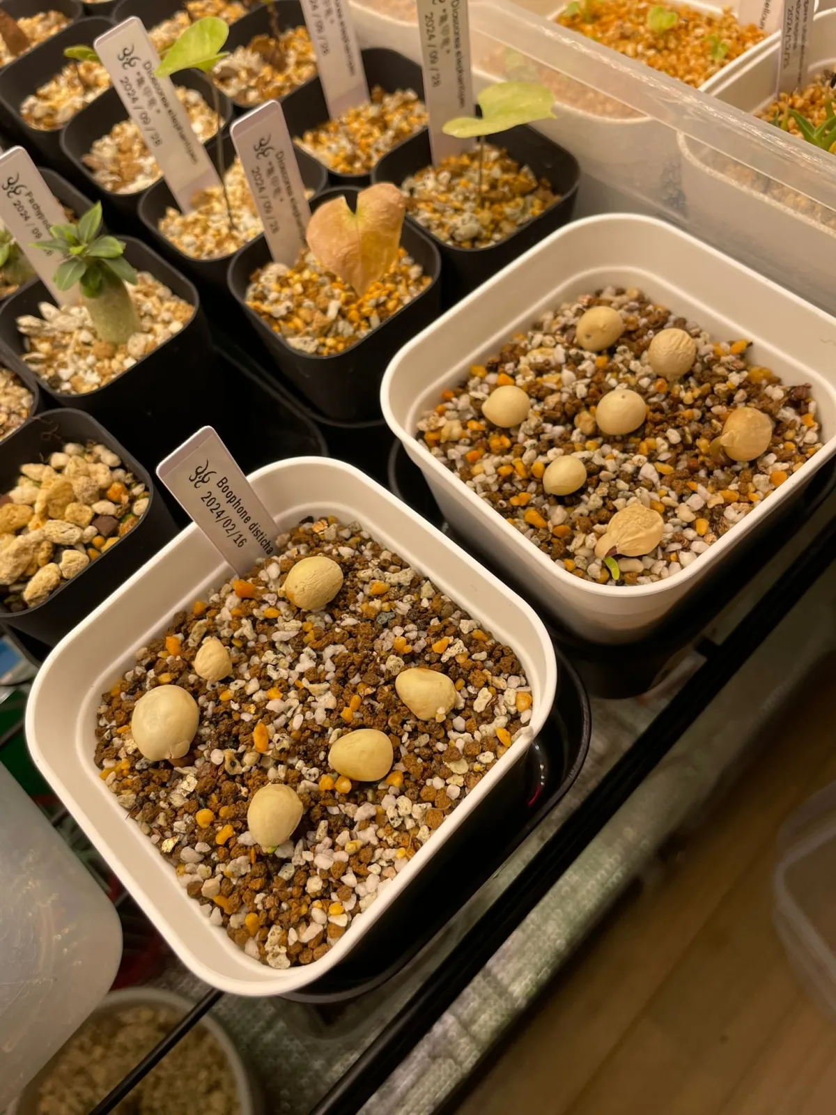 Boophone disticha (ブーファン ディスティカ)