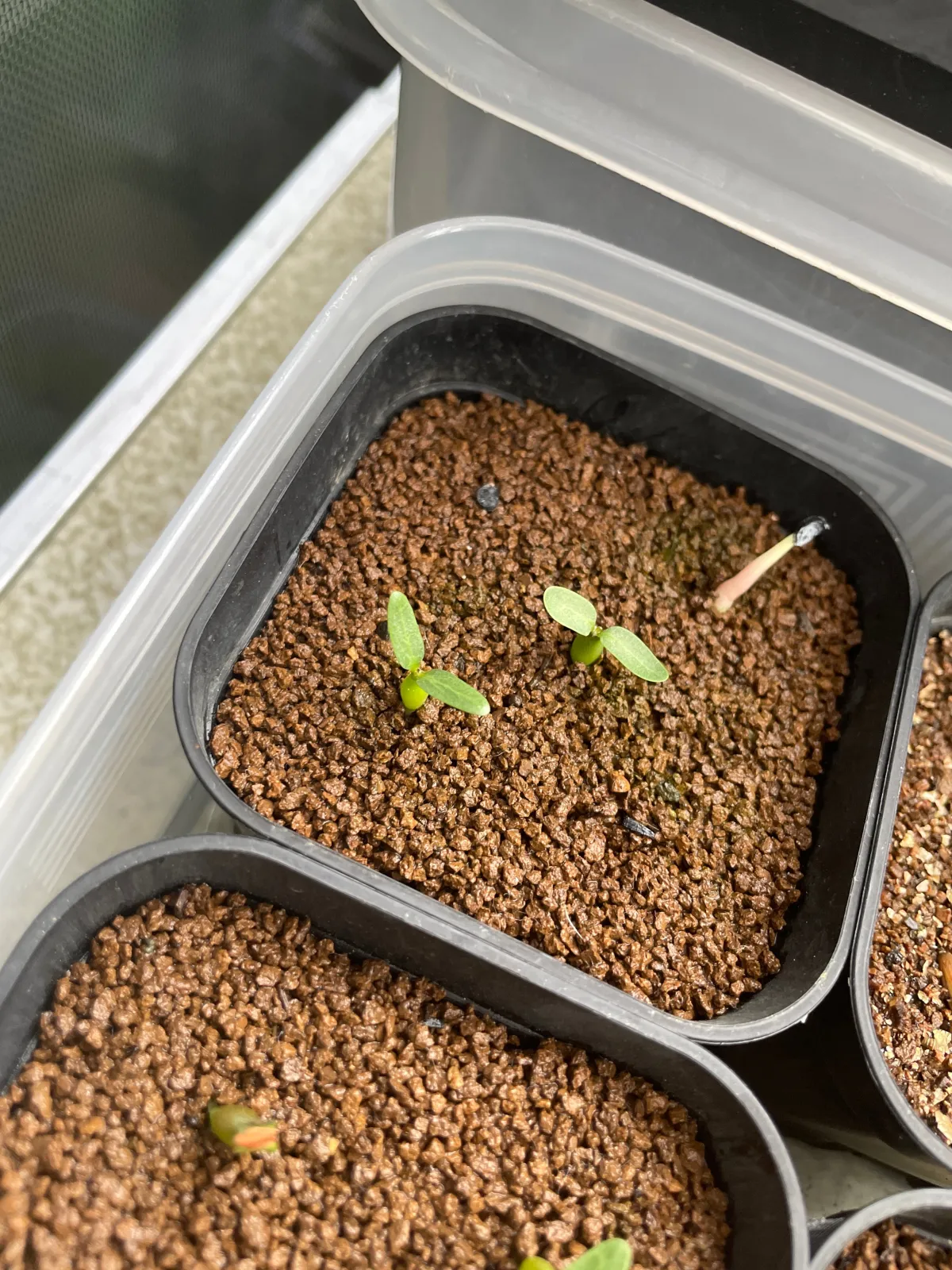 Pachypodium densiflorum var. densiflorum (パキポディウム デンシフローラム)