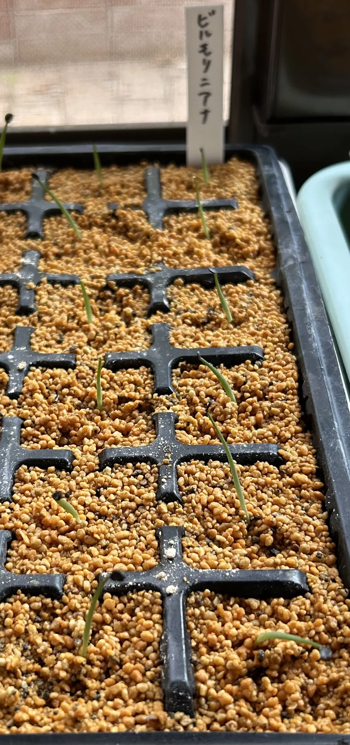 Agave vilmoriniana (アガベ ビルモリニアナ)