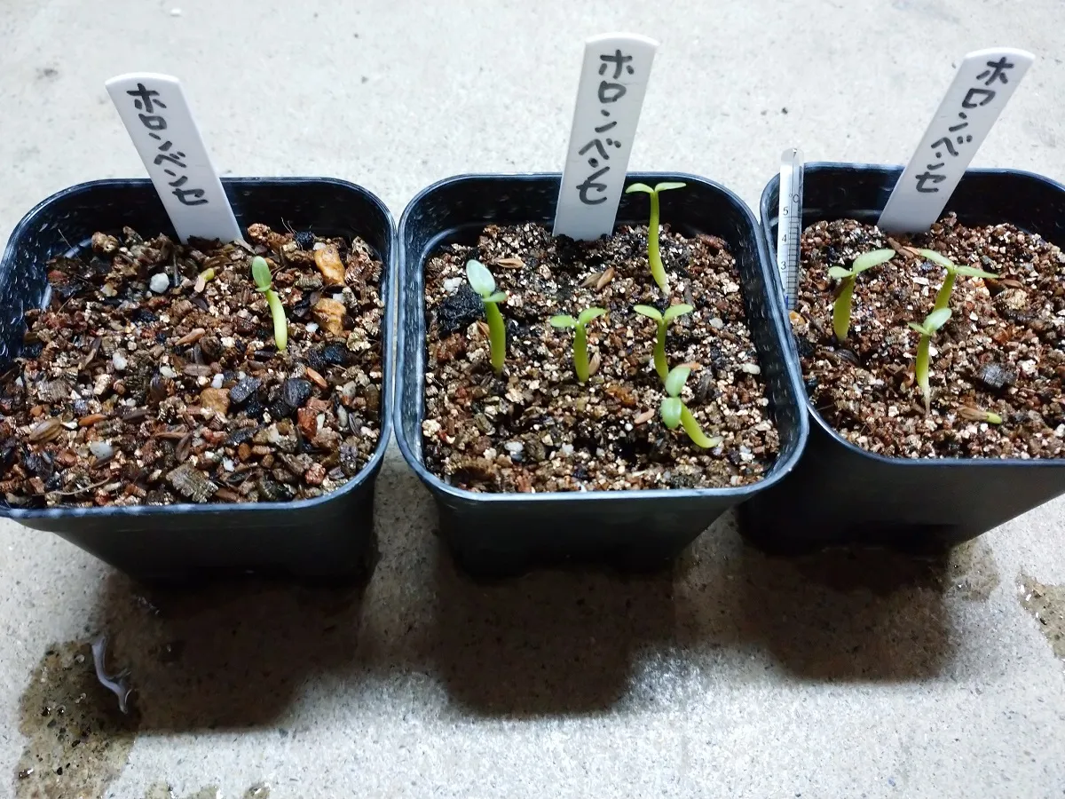 Pachypodium horombense (パキポディウム ホロンベンセ)