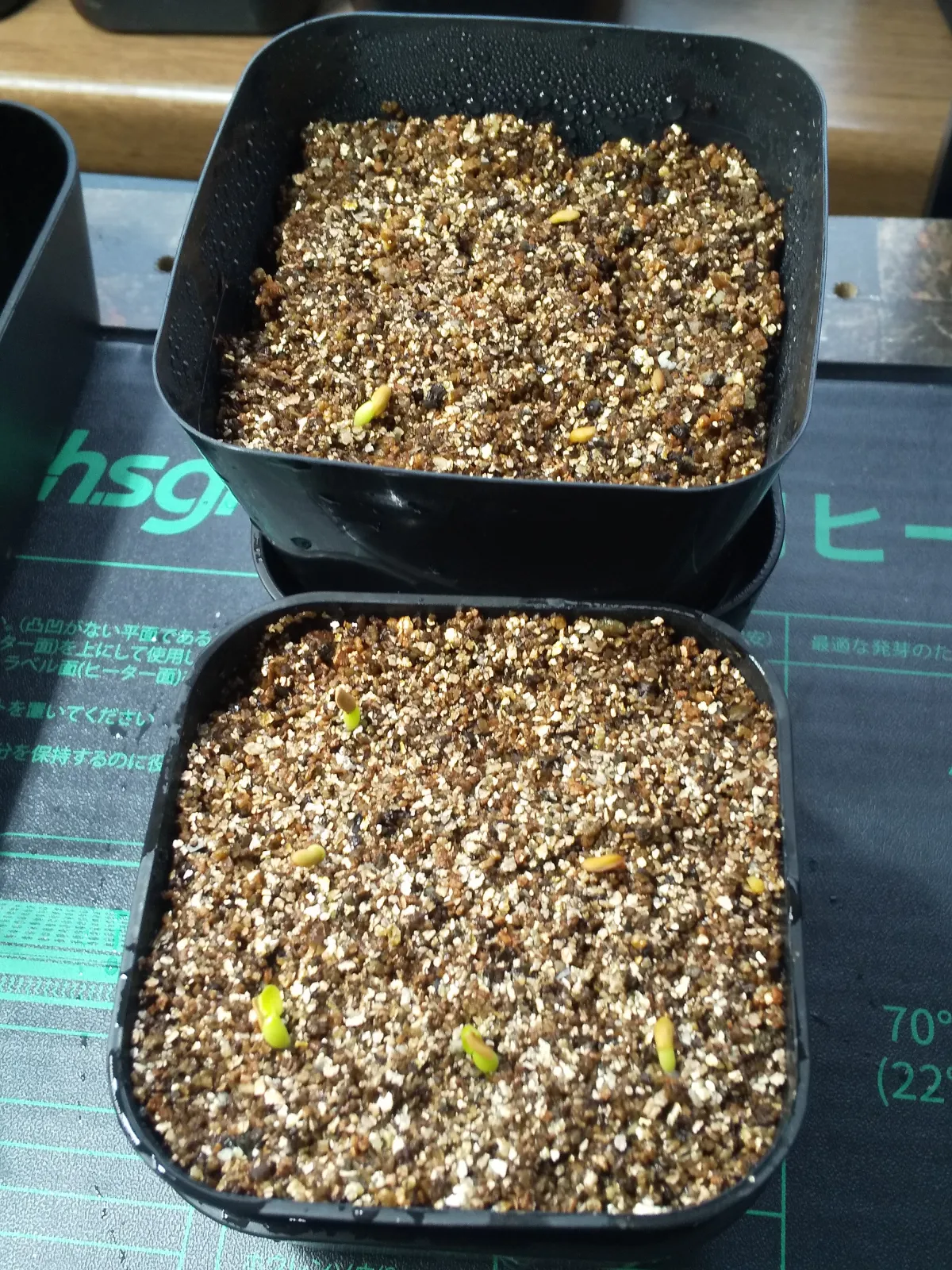 Pachypodium brevicaule subsp. leucoxanthum (パキポディウム レウコキサンツム)