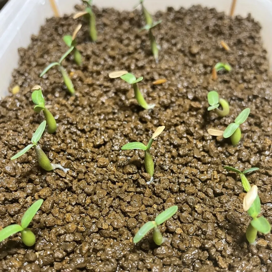 Pachypodium rosulatum var. gracilius (パキポディウム グラキリス)