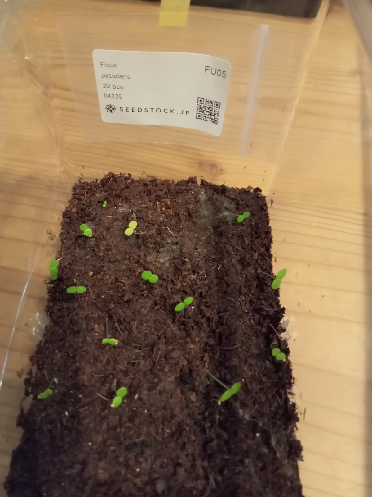 Ficus petiolaris (フィカス ペティオラリス)