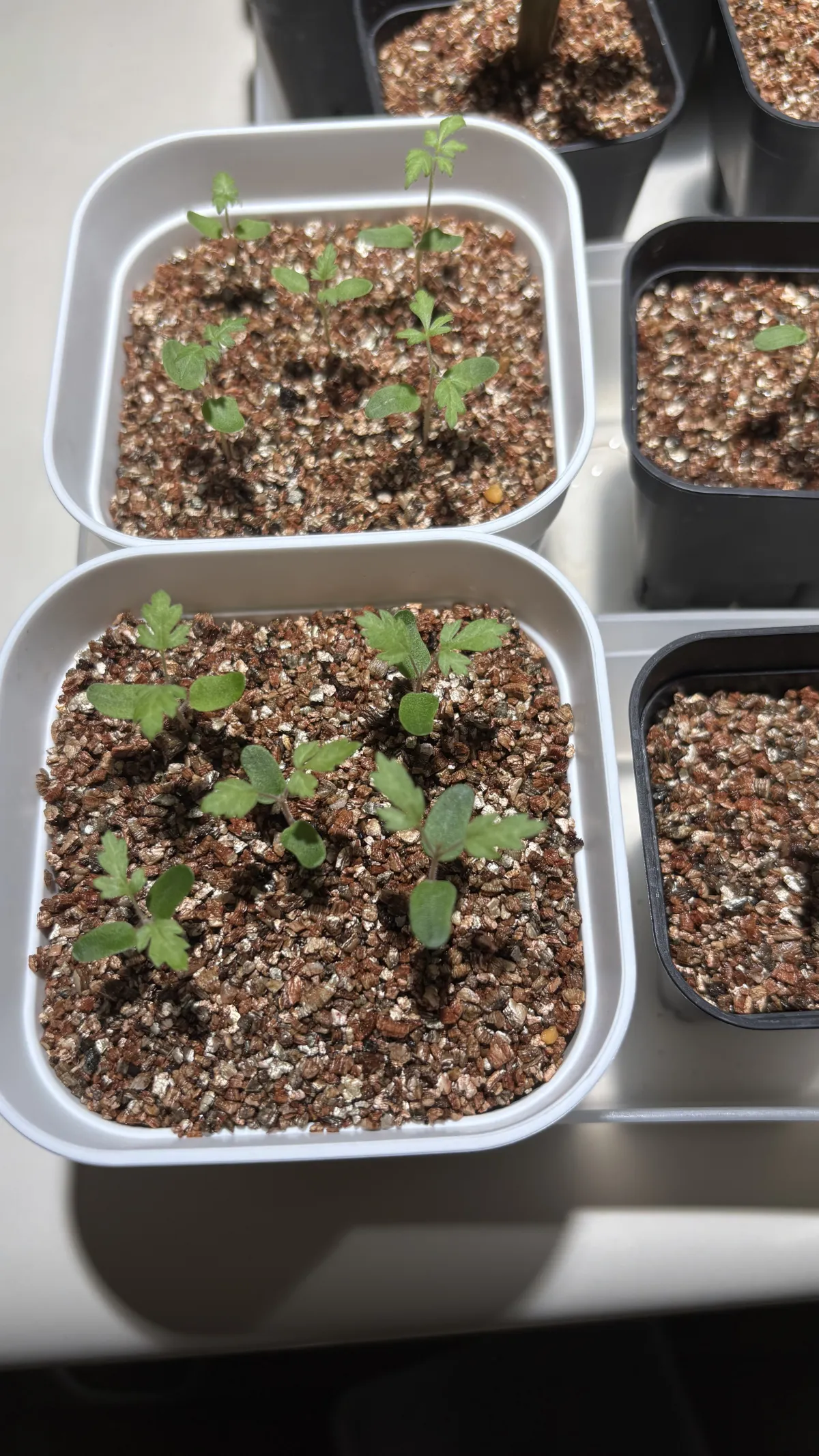 Pachycormus discolor (パキコルムス ディスカラー)