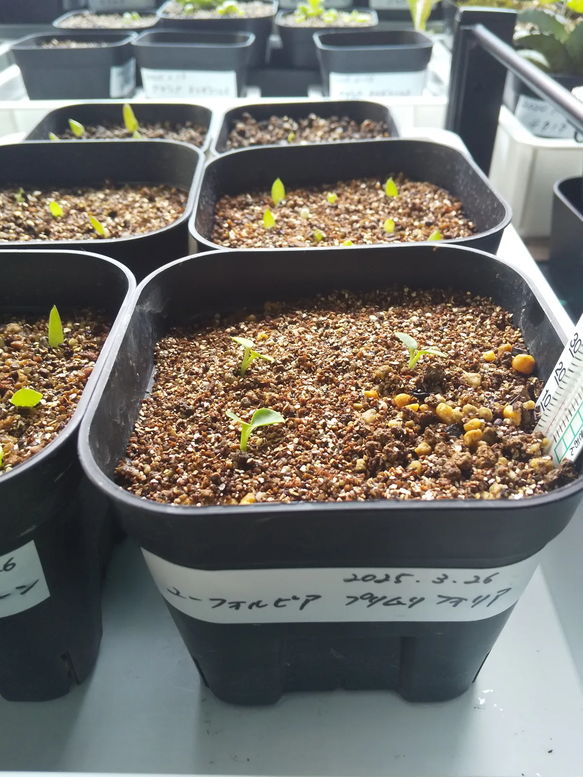 Euphorbia primulifolia var. primulifolia (ユーフォルビア プリムリフォリア)