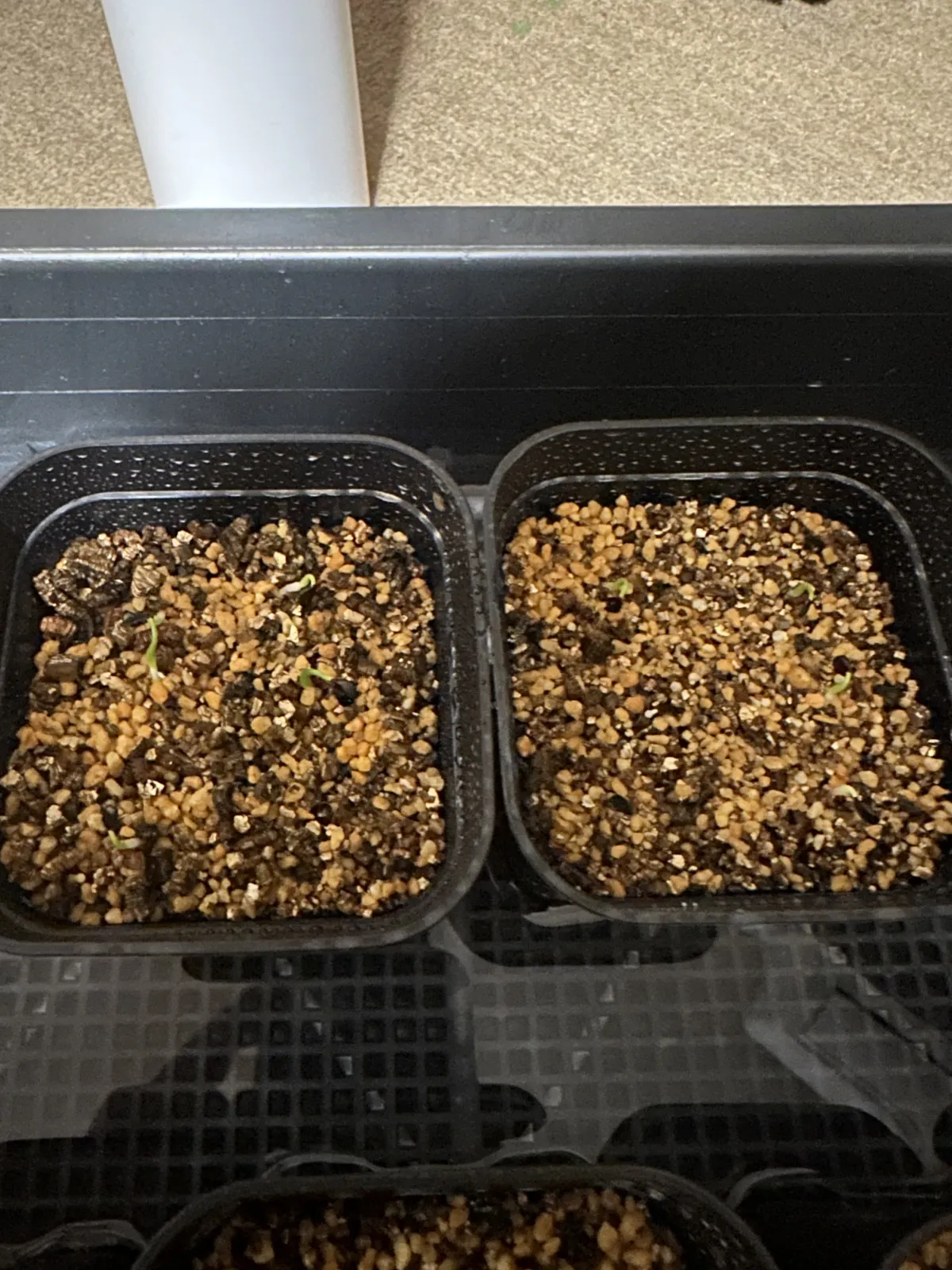 Agave utahensis var. eborispina (アガベ エボリスピナ)