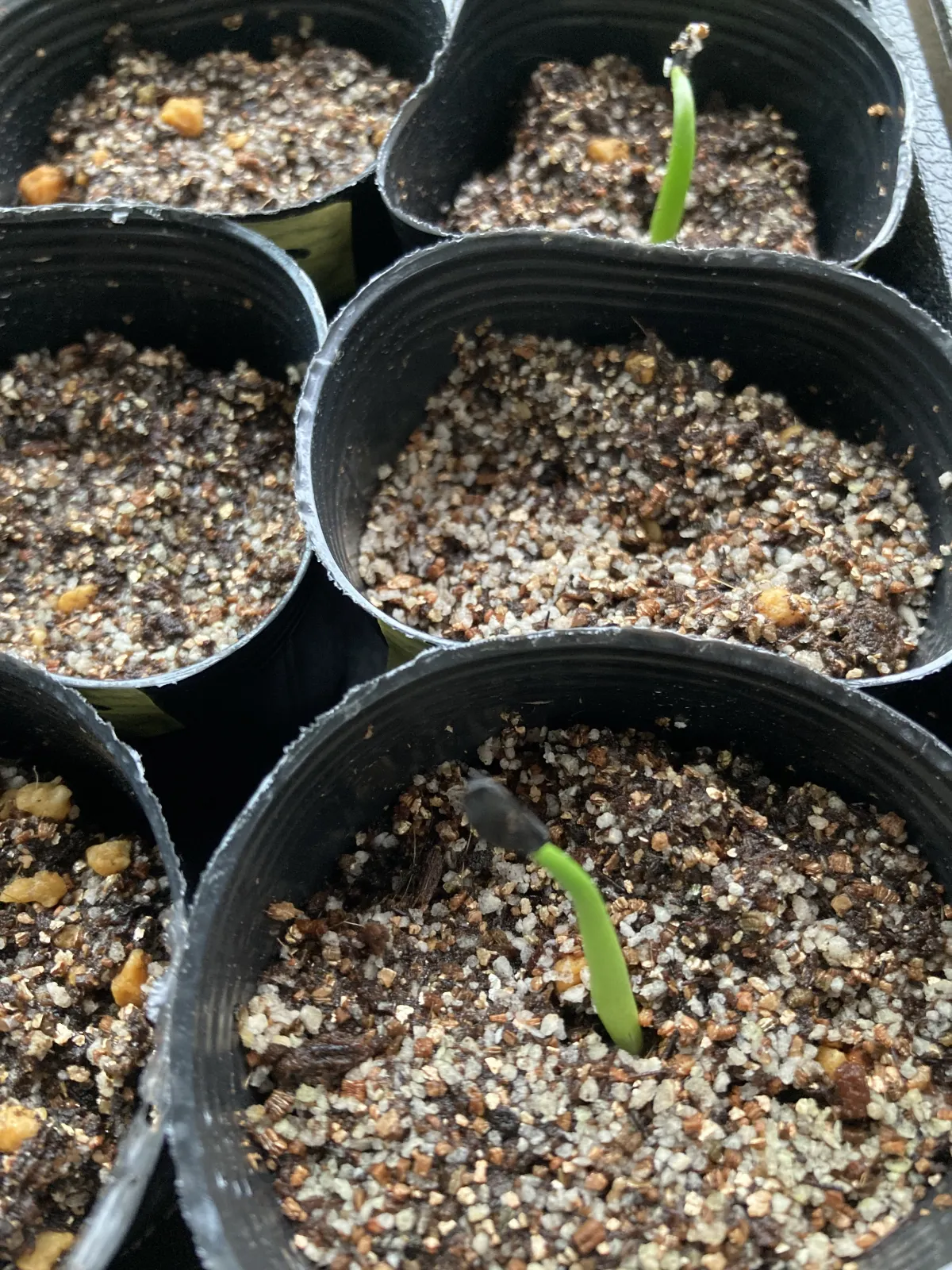 Agave americana var. franzosinii (アガベ フランゾシニー)