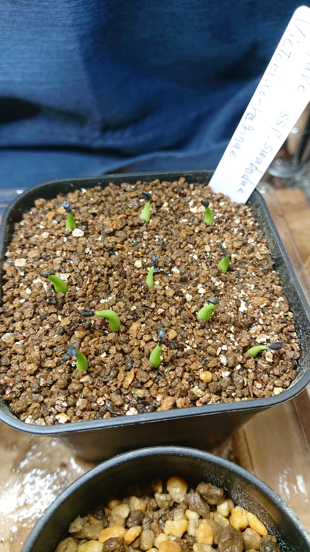 Agave victoriae-reginae ssp. swobodae swobodae (アガベ ビクトリアレジーナ スワボダエ)