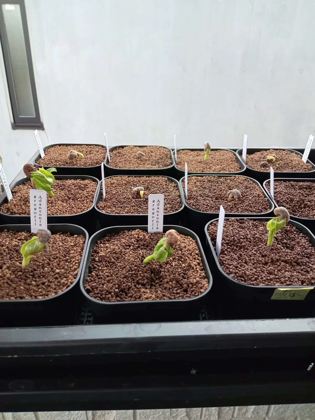 Adansonia gregorii (アダンソニア（バオバブ）グレゴリー)