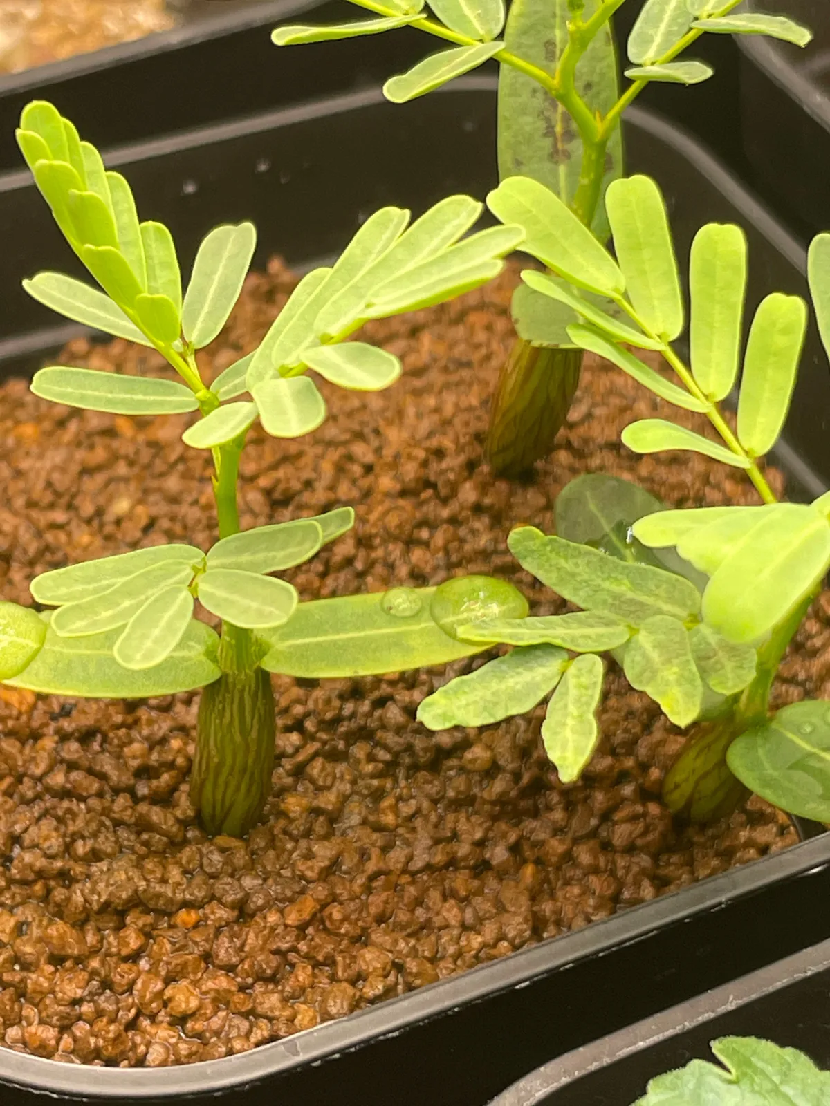 Senna meridionalis (センナ メリディオナリス)