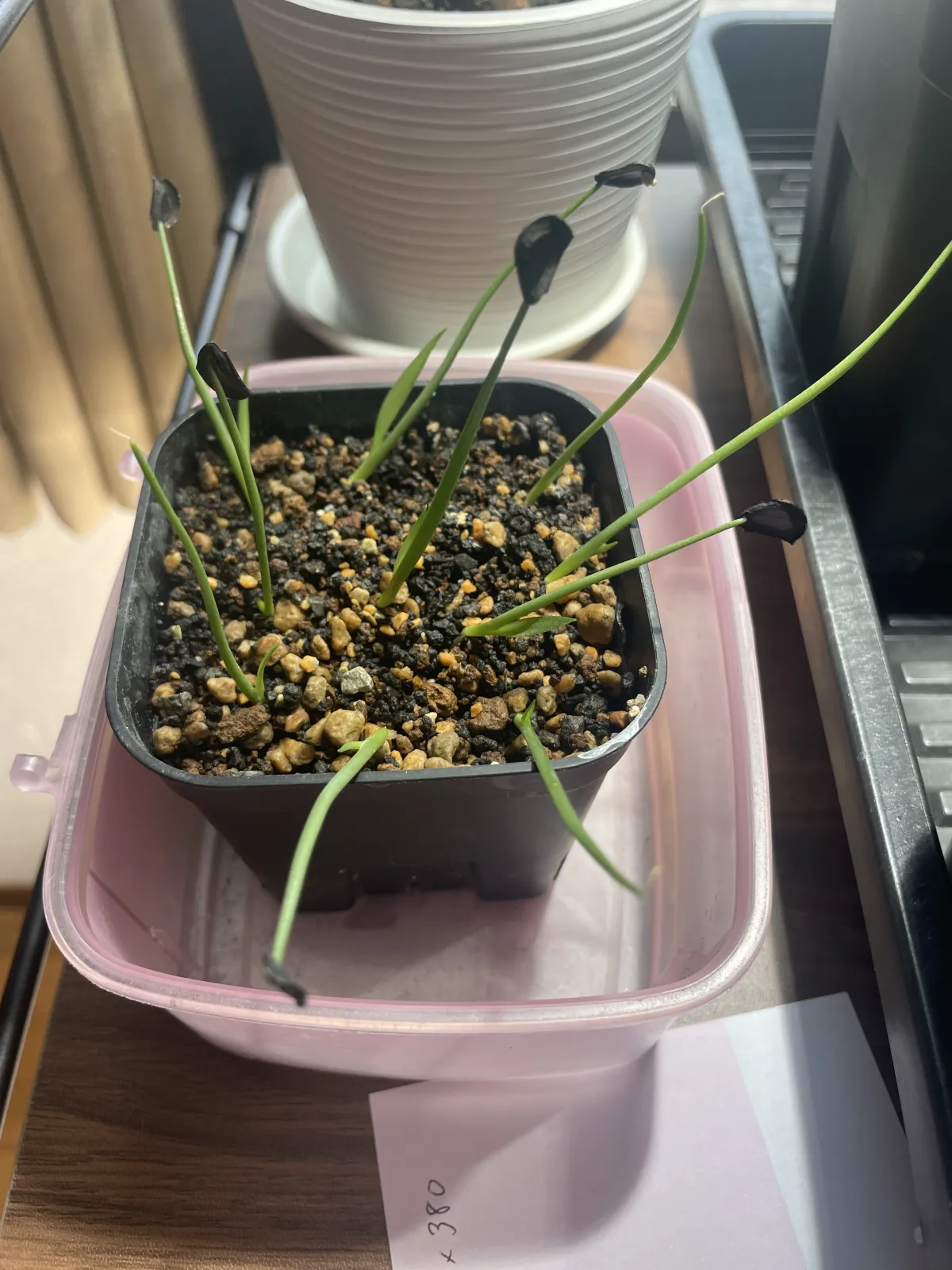 Agave americana var. oaxacensis (アガベ オアハセンシス)