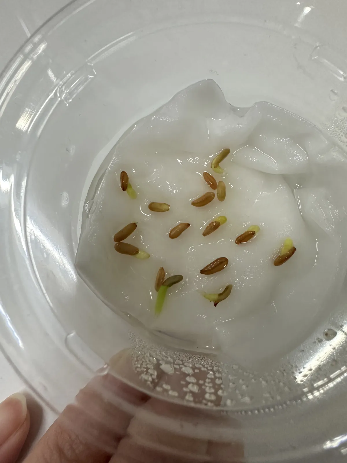 Pachypodium brevicaule subsp. leucoxanthum (パキポディウム レウコキサンツム)