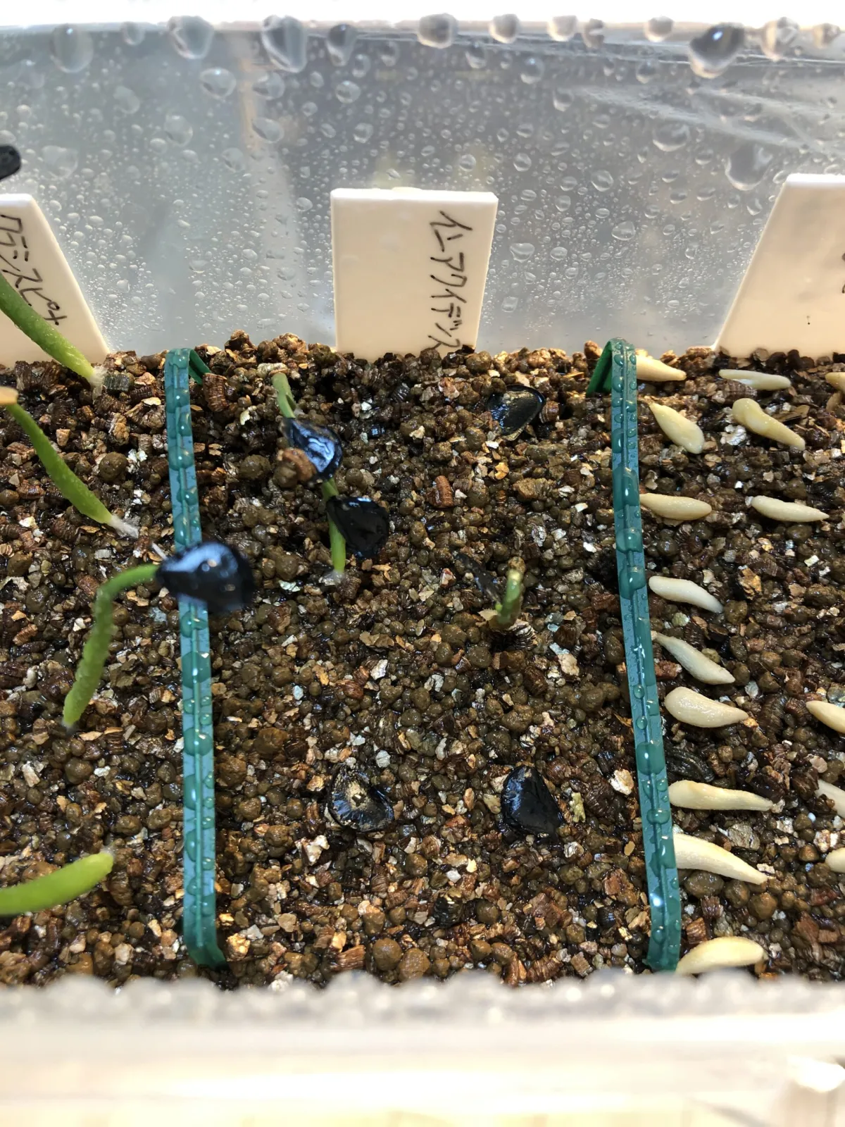 Agave inaequidens (アガベ インアクイデンス)