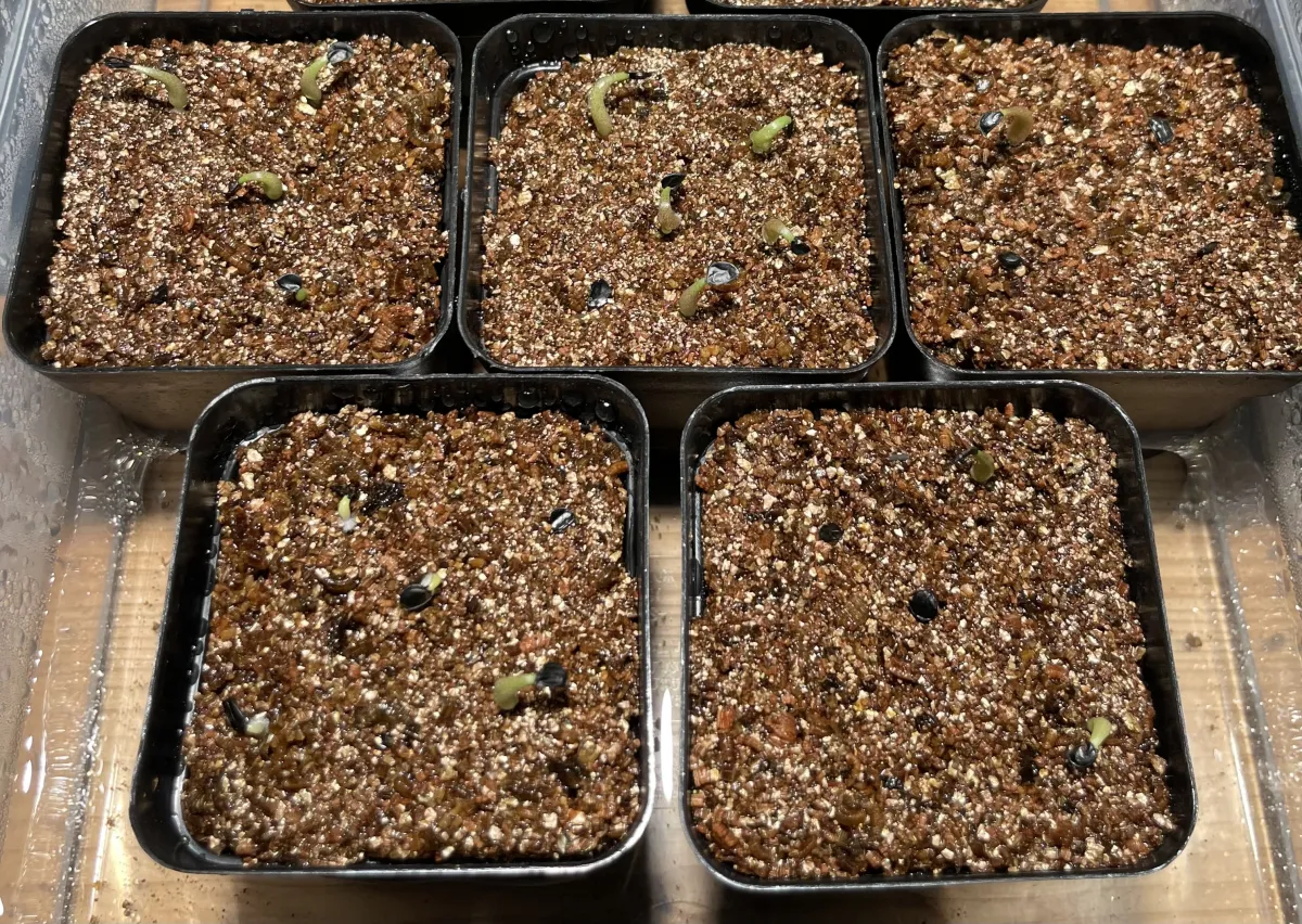 Agave oteroi (アガベ オテロイ)