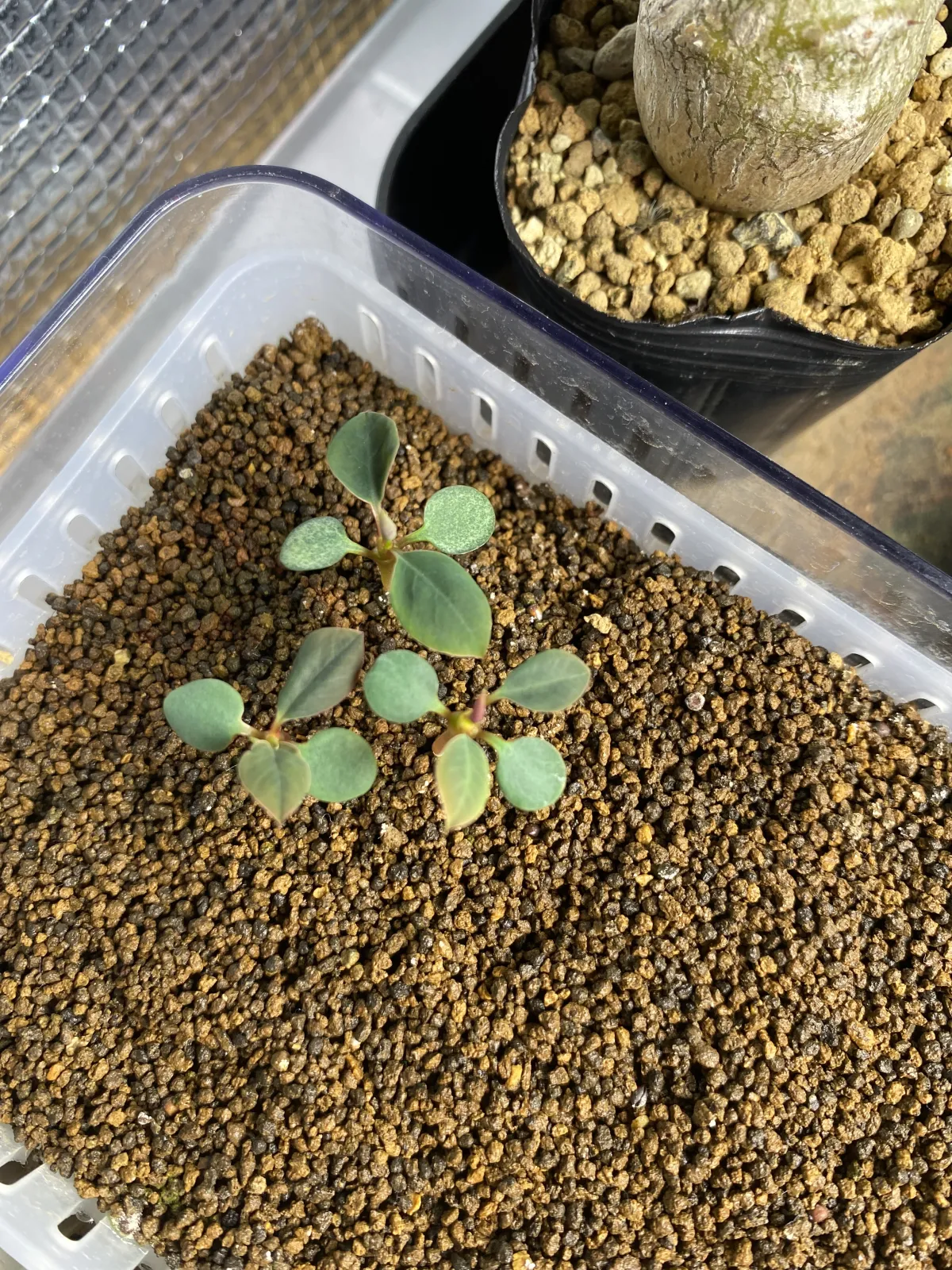 Euphorbia pachypodioides (ユーフォルビア パキポディオイデス)