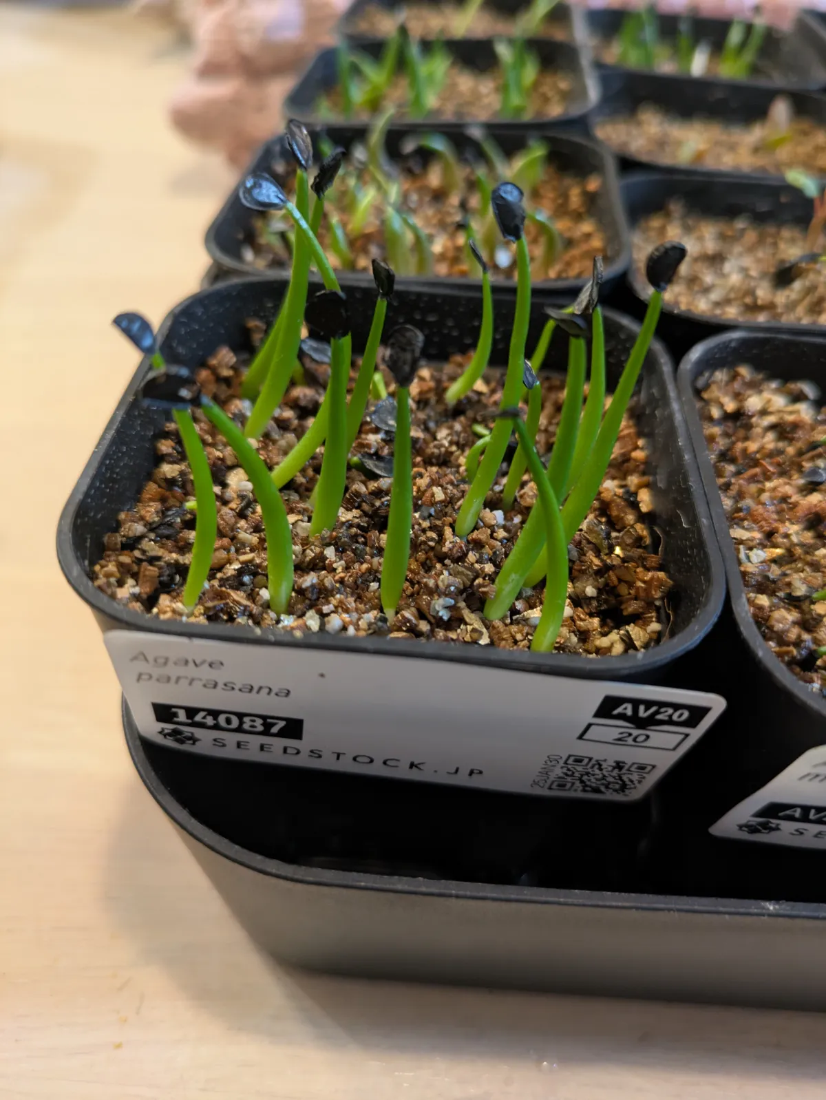 Agave parrasana (アガベ パラサナ)