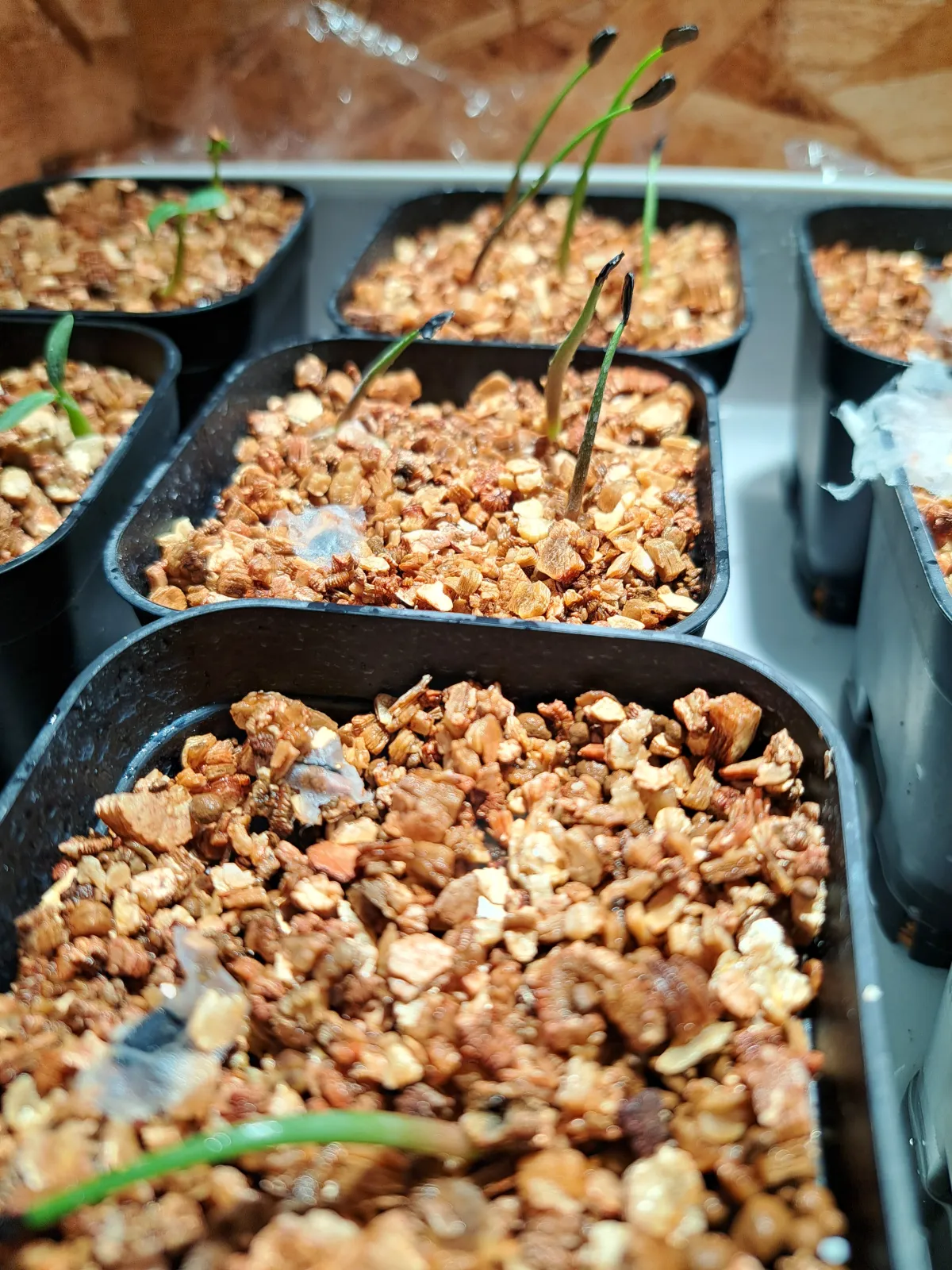 Agave potatorum Purple Haze (アガベ パープルヘイズ)