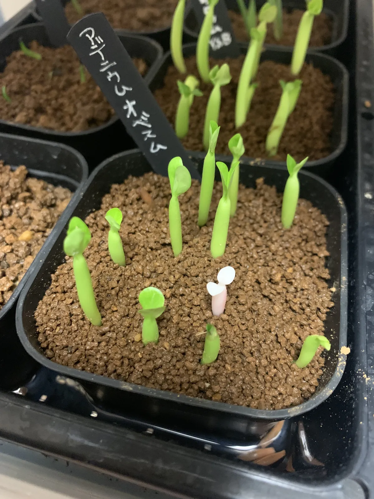 Adenium obesum (アデニウム オベスム)