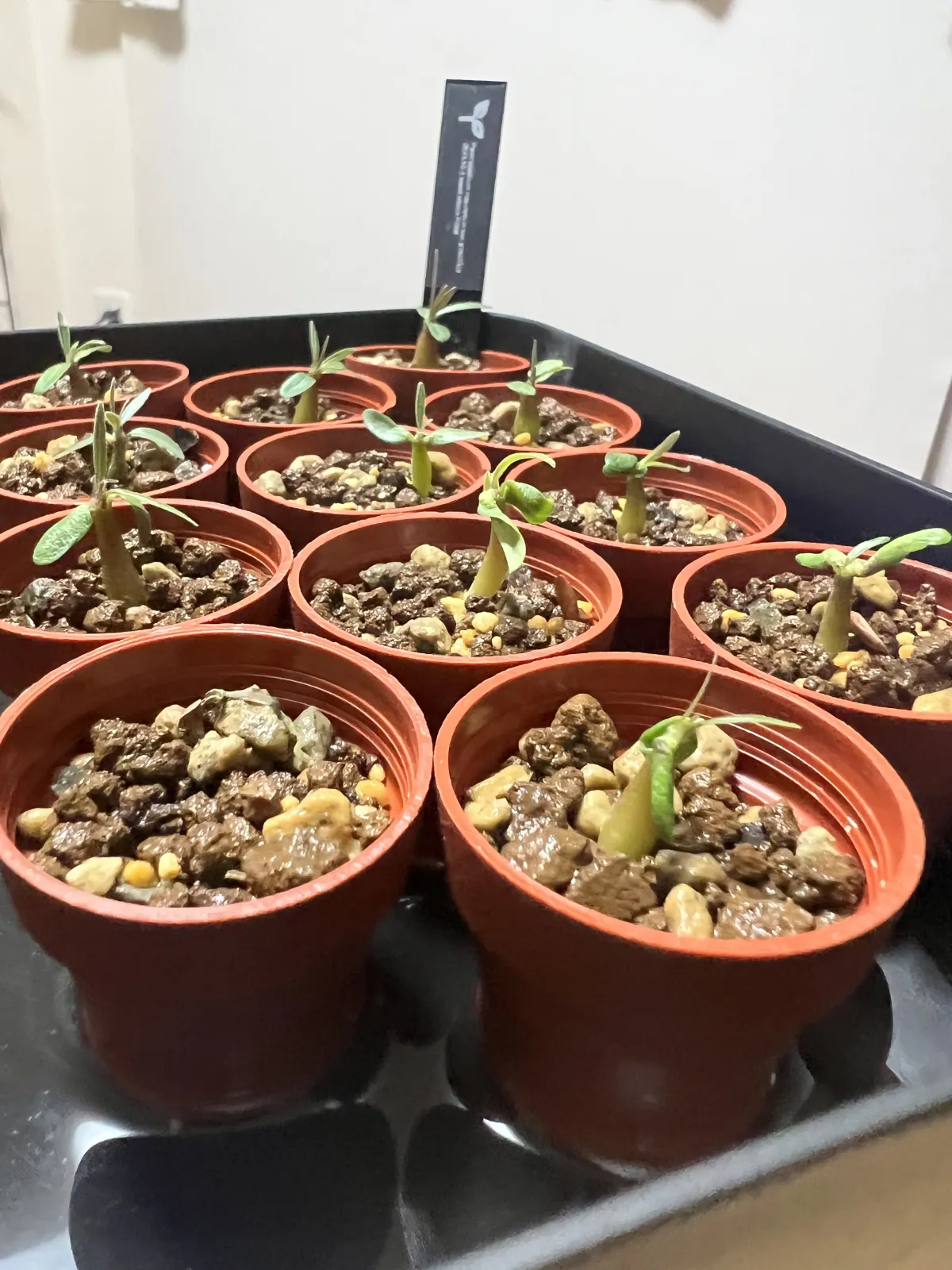 Pachypodium rosulatum var. gracilius (パキポディウム グラキリス)