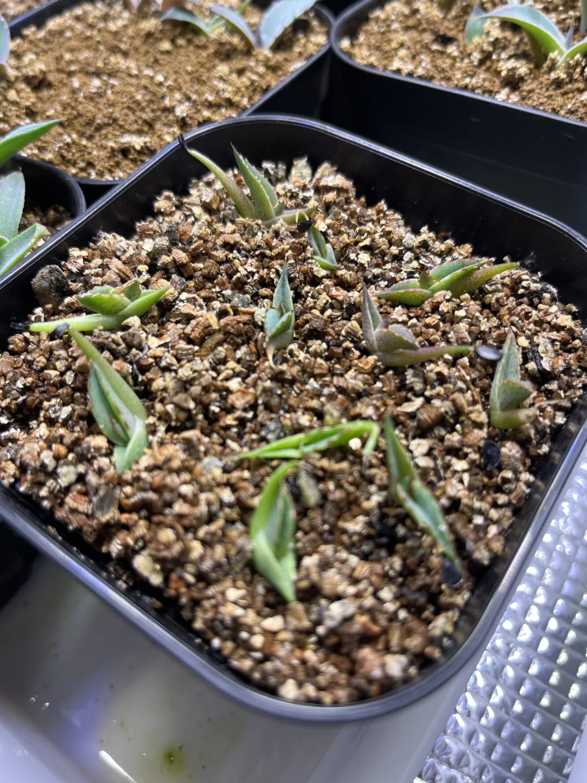 ビクトリア　レジーナ