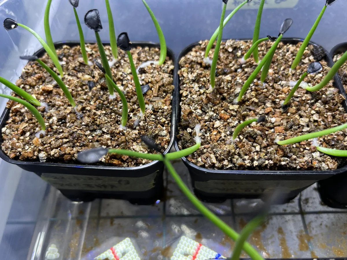 Agave parryi subsp. parryi (アガベ パリー)