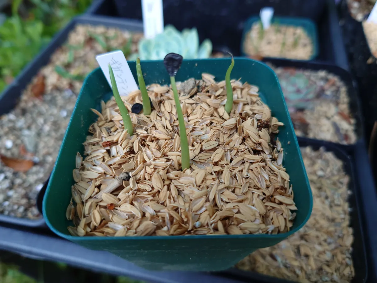 Agave gigantensis (アガベ ギガンテンシス)