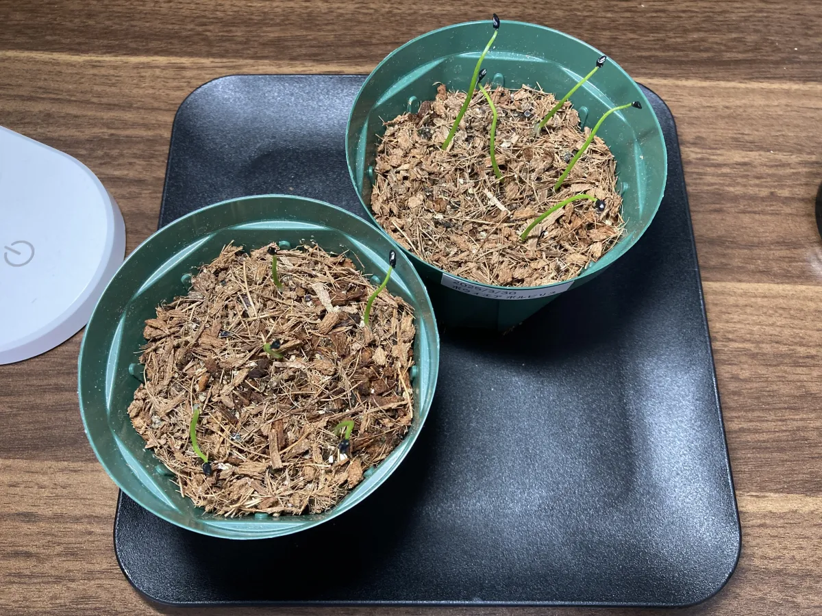 Bowiea volubilis (ボウィエア ボルビリス 蒼角殿)