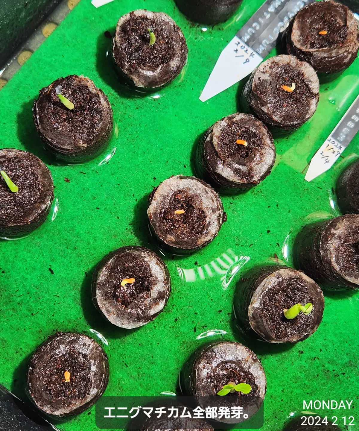 Pachypodium enigmaticum (パキポディウム エニグマチカム)