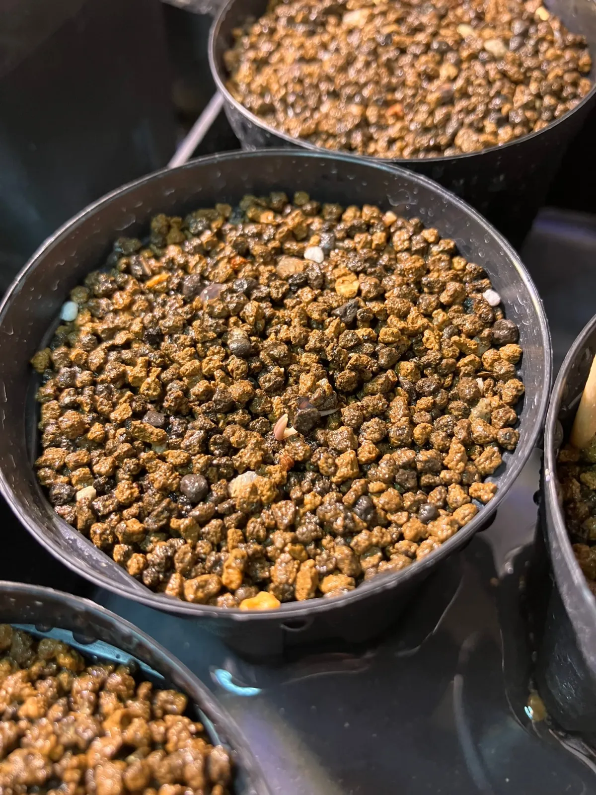 Othonna carnosa (オトンナ カルノーサ)